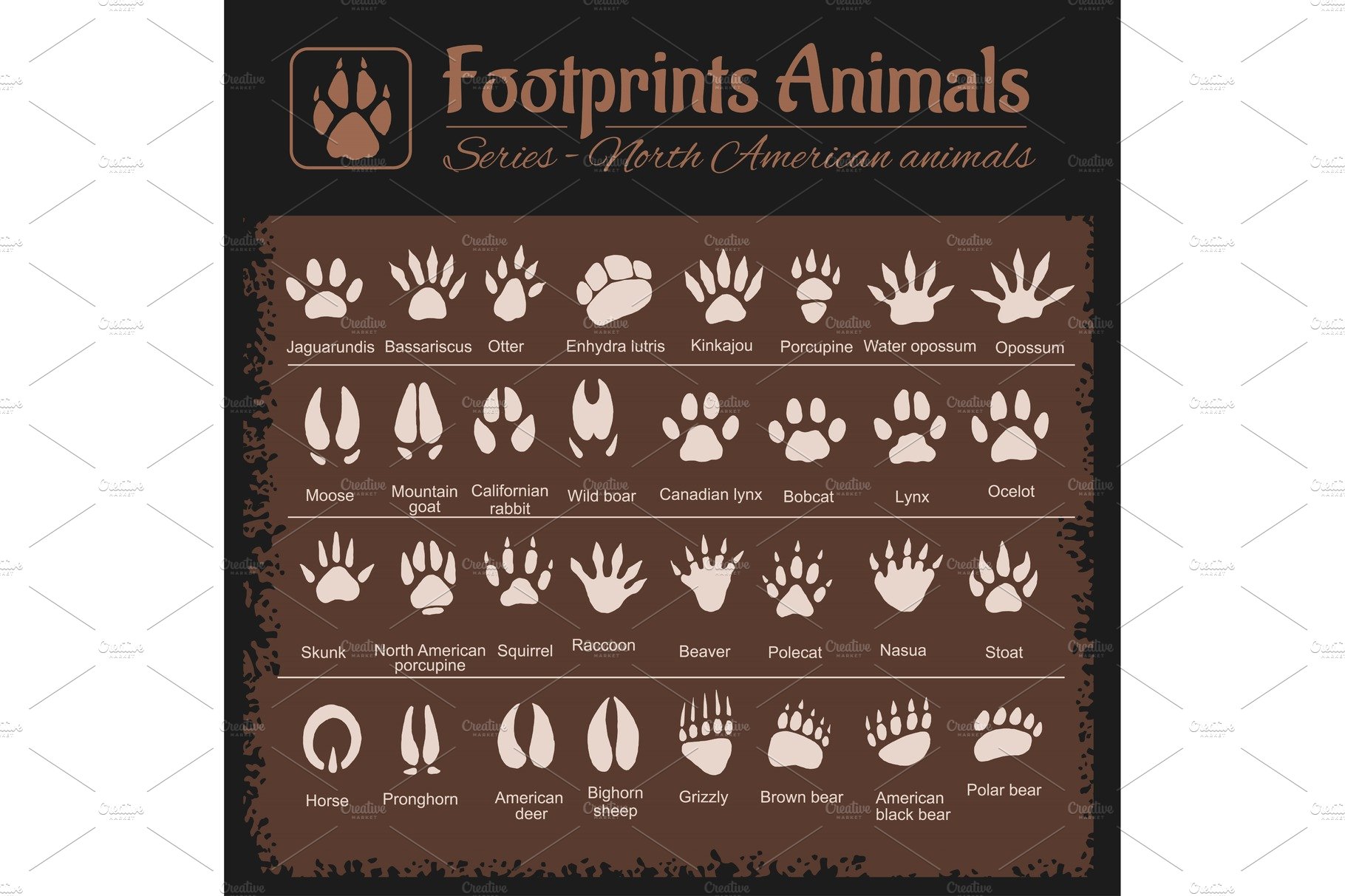 Animal Tracks - North American cover image.