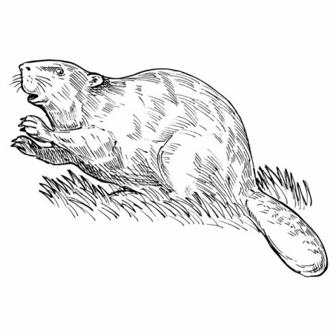 European beaver or Eurasian beaver cover image.