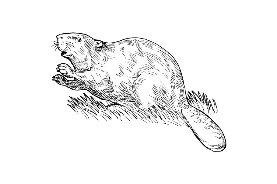 European beaver or Eurasian beaver cover image.