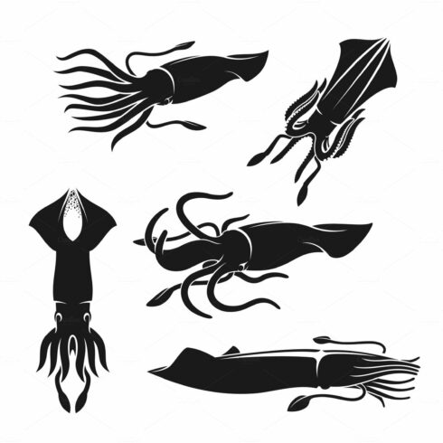 Squids, sea mollusks or shellfish cover image.