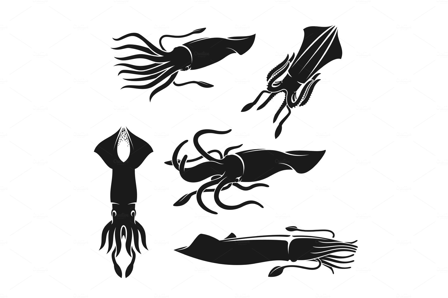 Squids, sea mollusks or shellfish cover image.