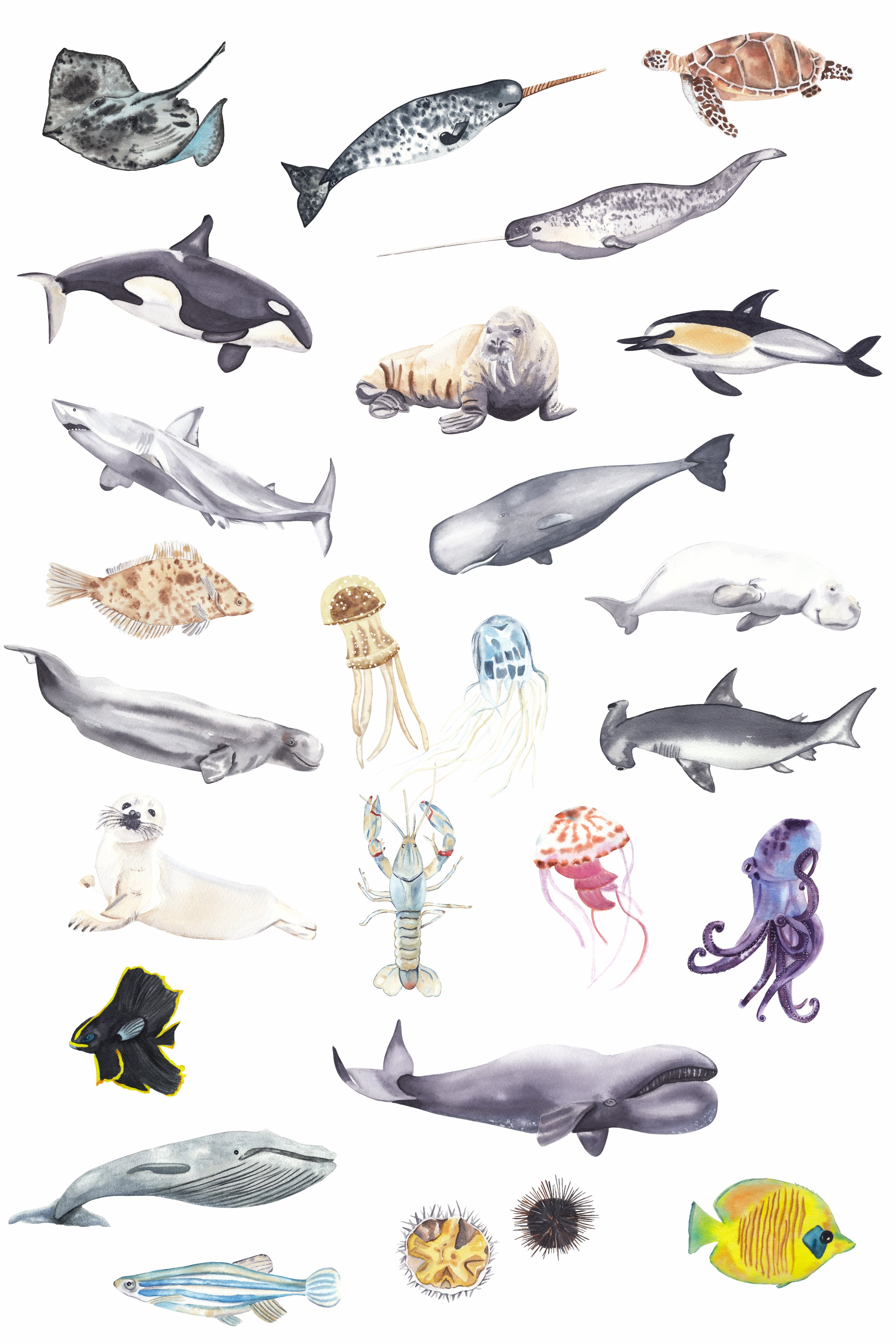 ocean animals 129
