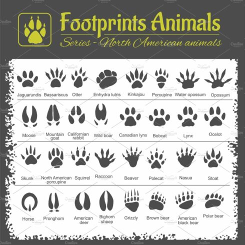 Animal Tracks - North American cover image.