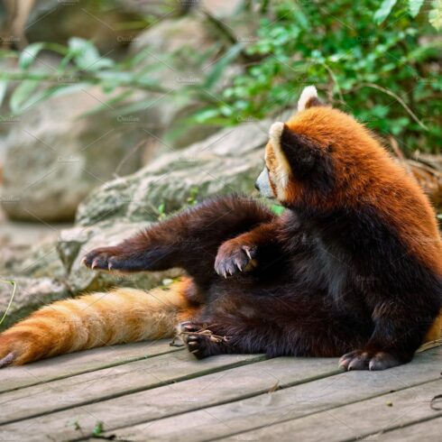 Red panda (lesser panda) cover image.