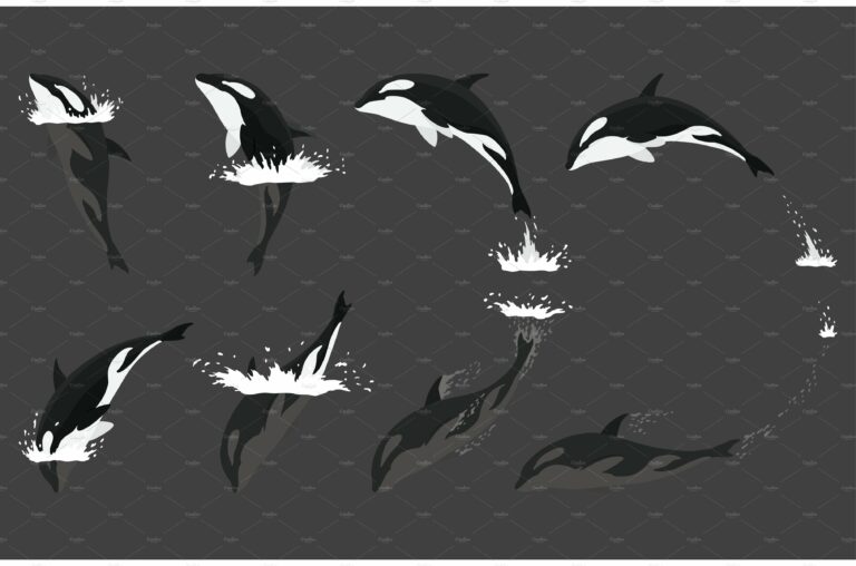 Orca Animation In Water Set Masterbundles