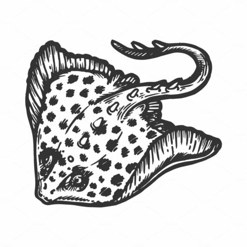 Batoidea stingray sea animal vector cover image.