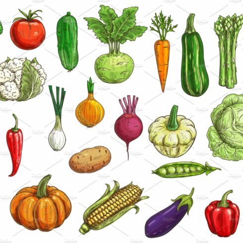 Farm vegetables vector sketches cover image.