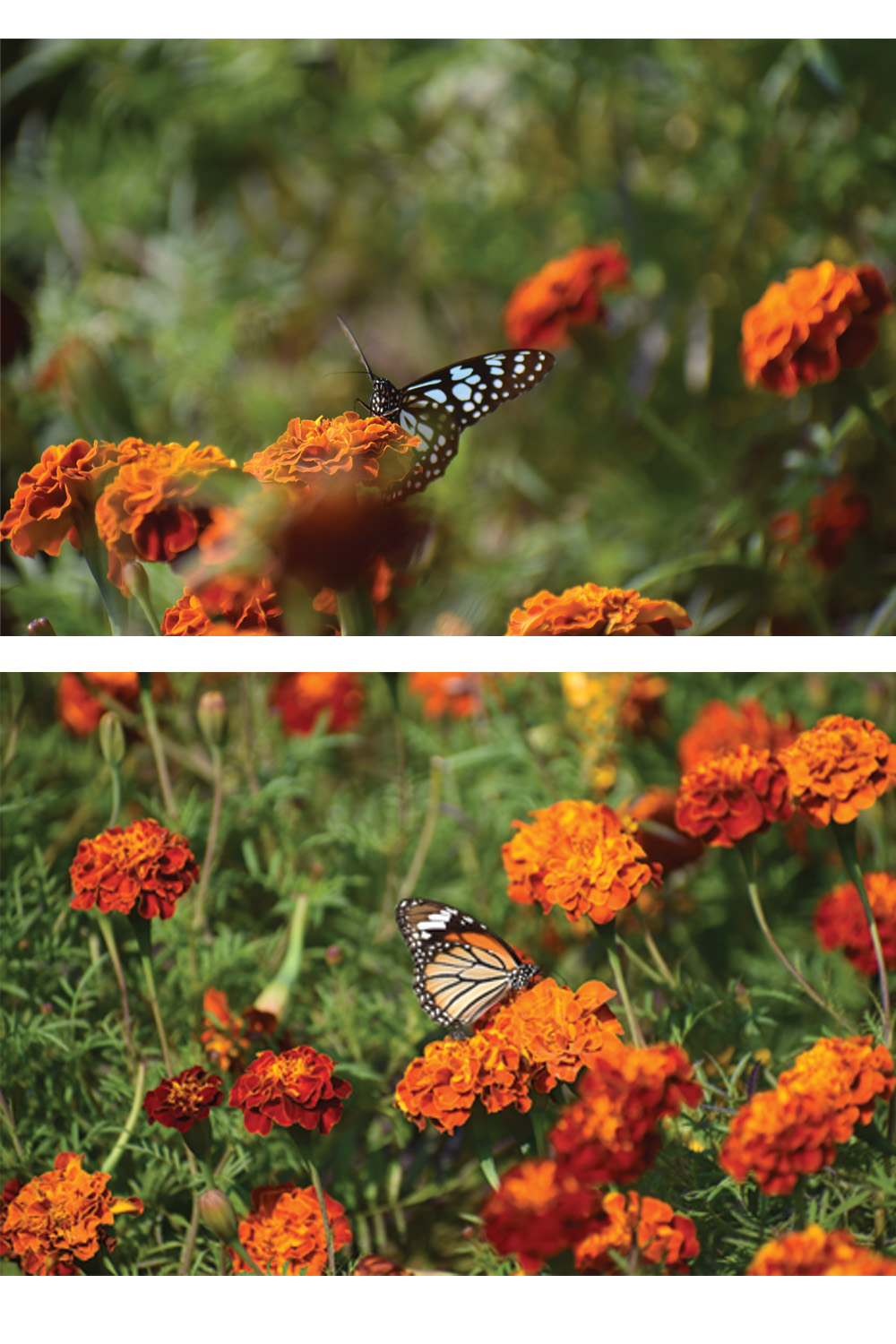Butterfly picture pinterest preview image.