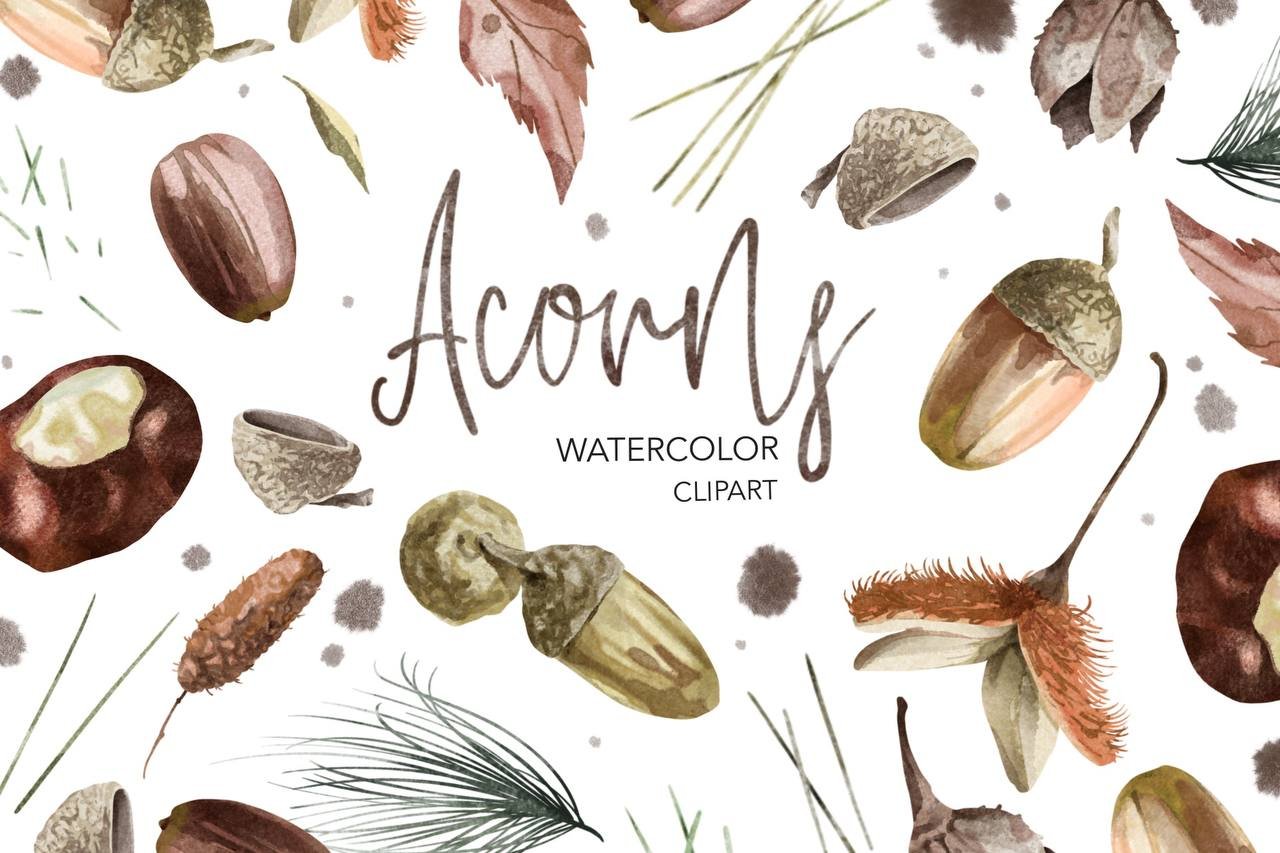Acorns Watercolor Clipart. Forest. cover image.