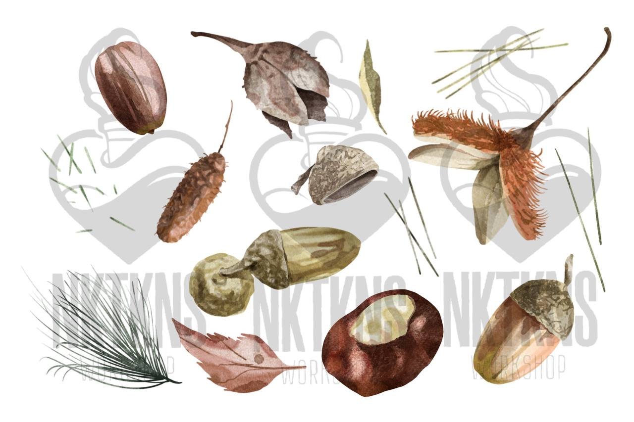 Acorns Watercolor Clipart. Forest. preview image.