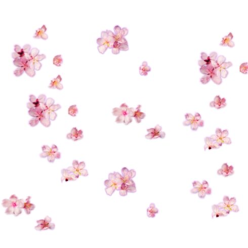 Flowers cover image.