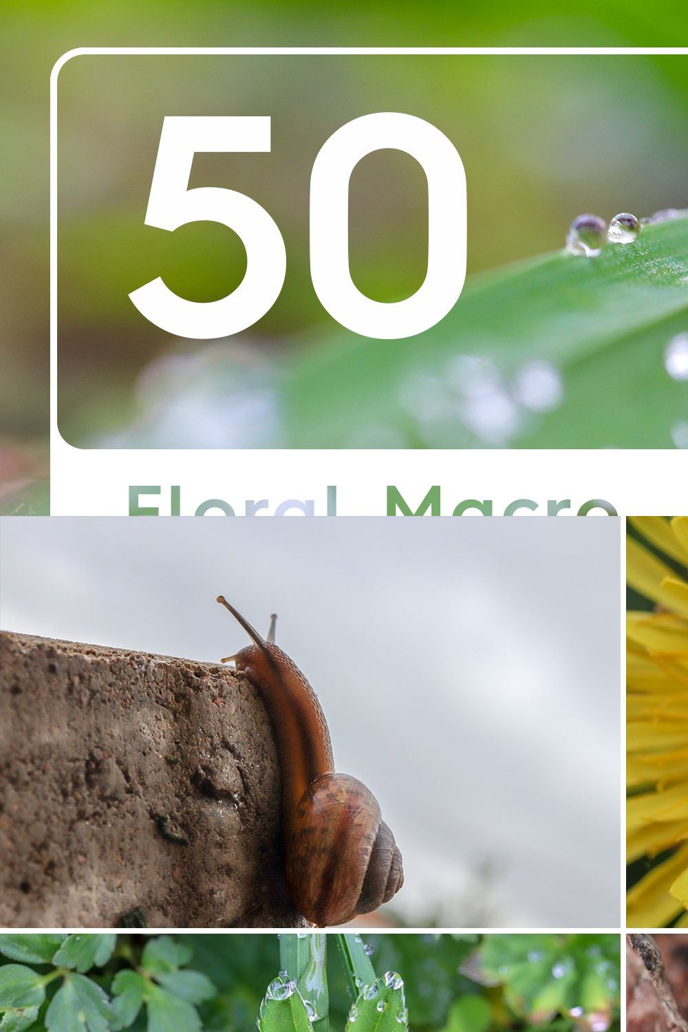 50 Floral Macro Backgrounds pinterest preview image.