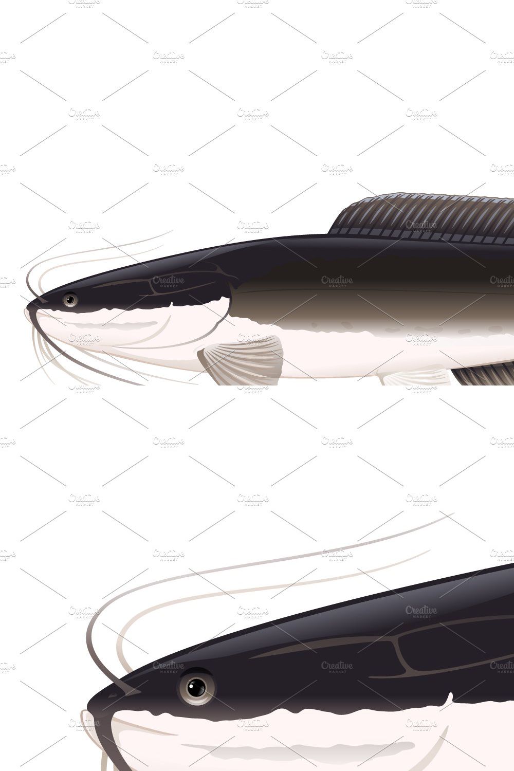 African sharptooth catfish isolated pinterest preview image.