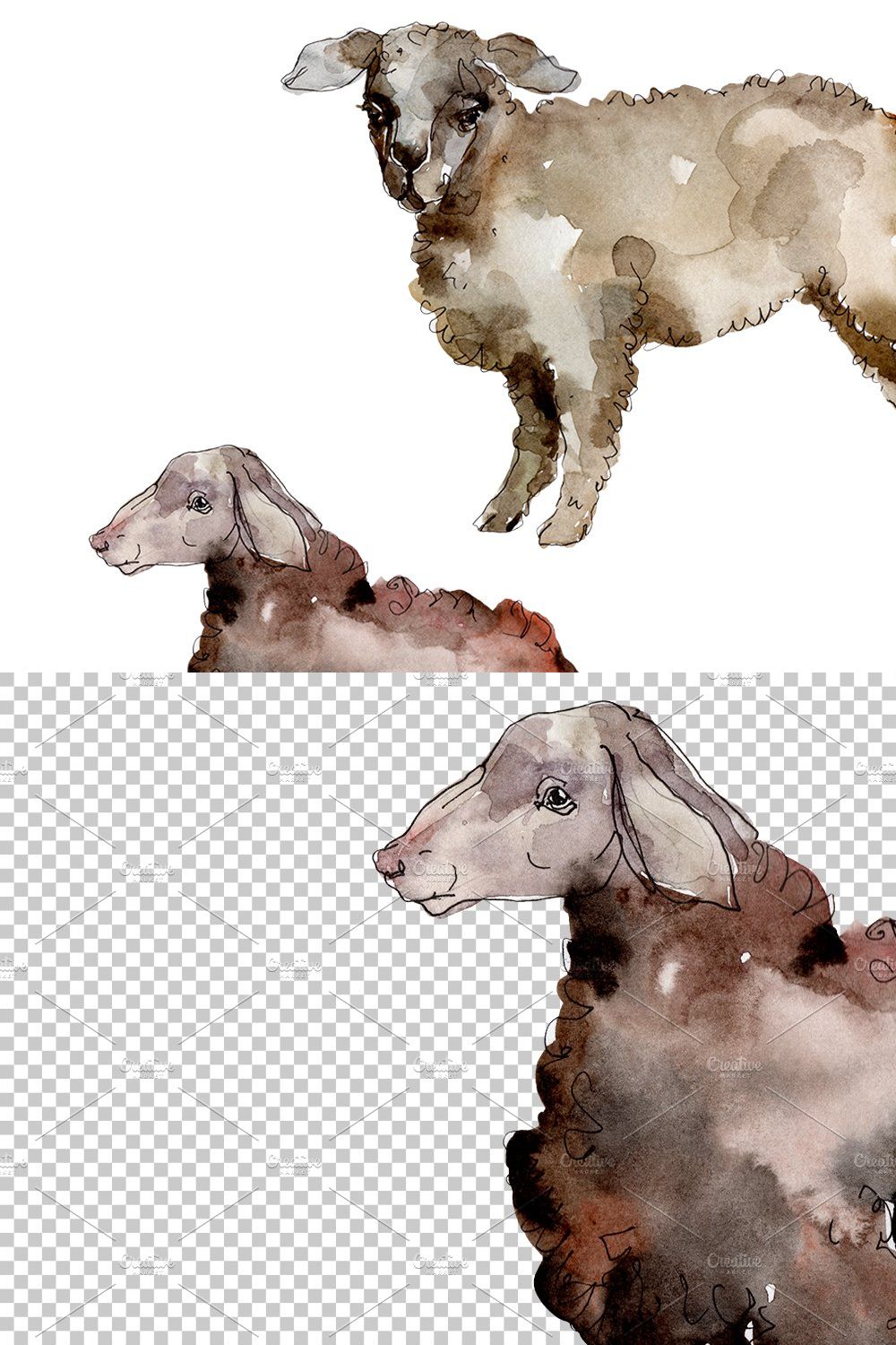 Agriculture:sheep, ram Watercolor pn pinterest preview image.