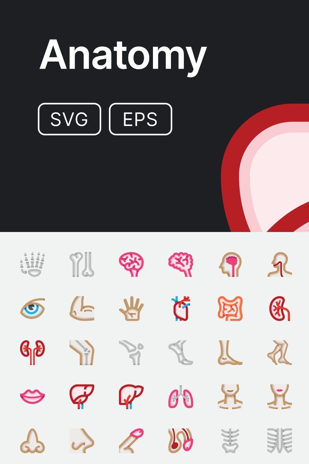 Basicons / People / Anatomy pinterest preview image.