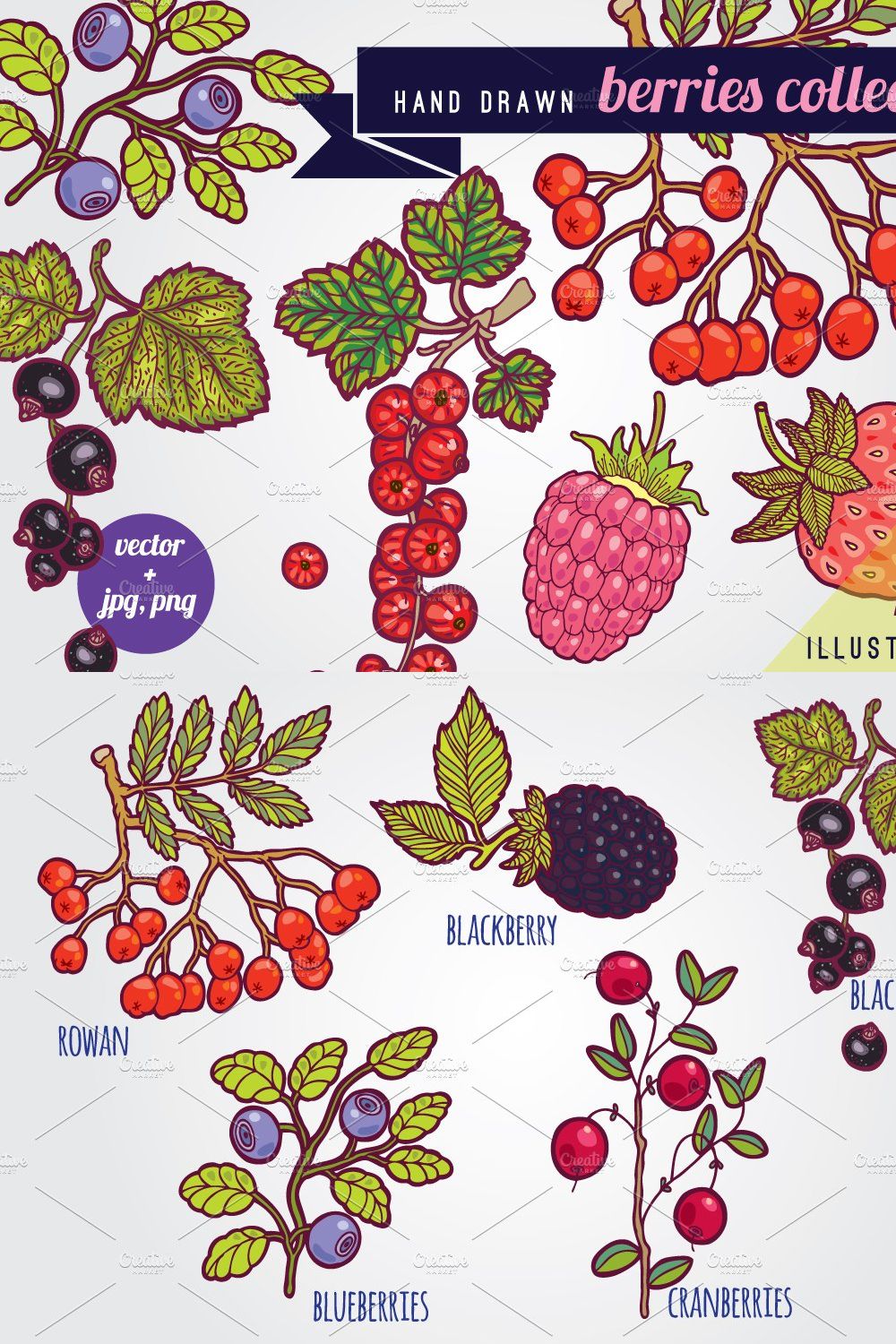 Hand drawn berries illustrations. pinterest preview image.