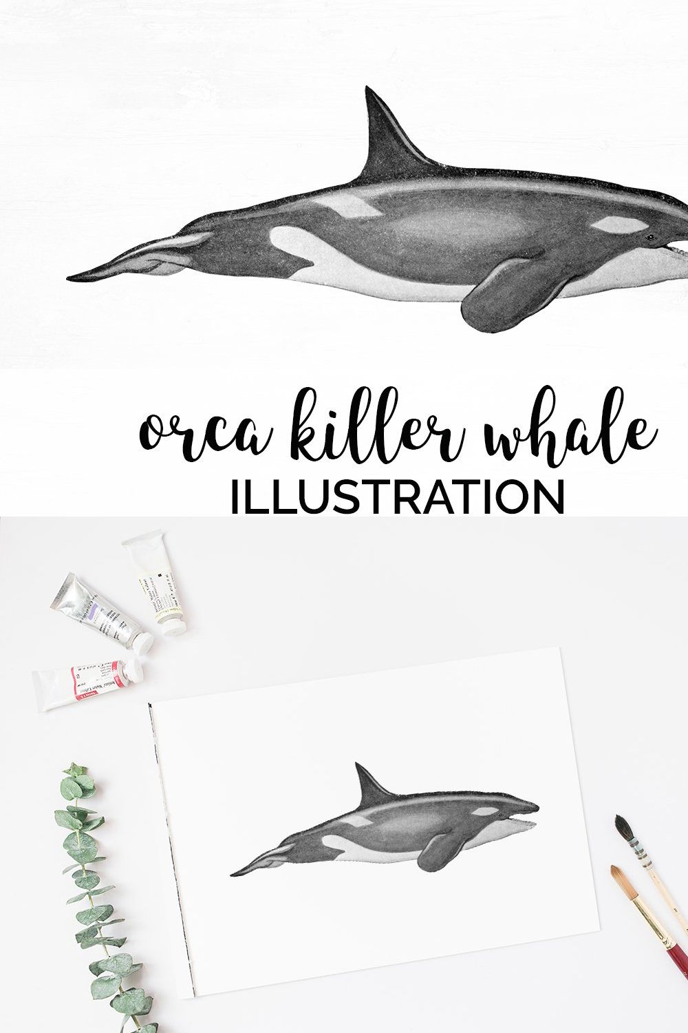 Killer Whale Orca Clipart Vintage pinterest preview image.
