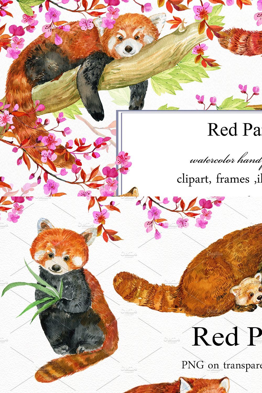 Red Panda ,watercolor illustrations pinterest preview image.
