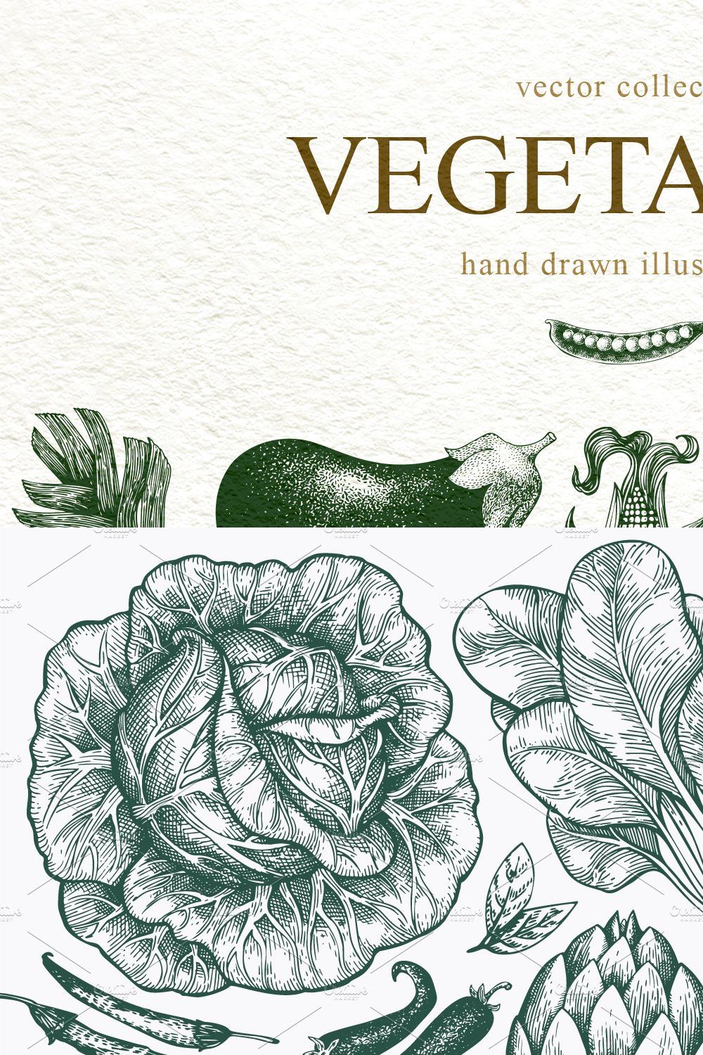 Vegetable Vector Collection pinterest preview image.