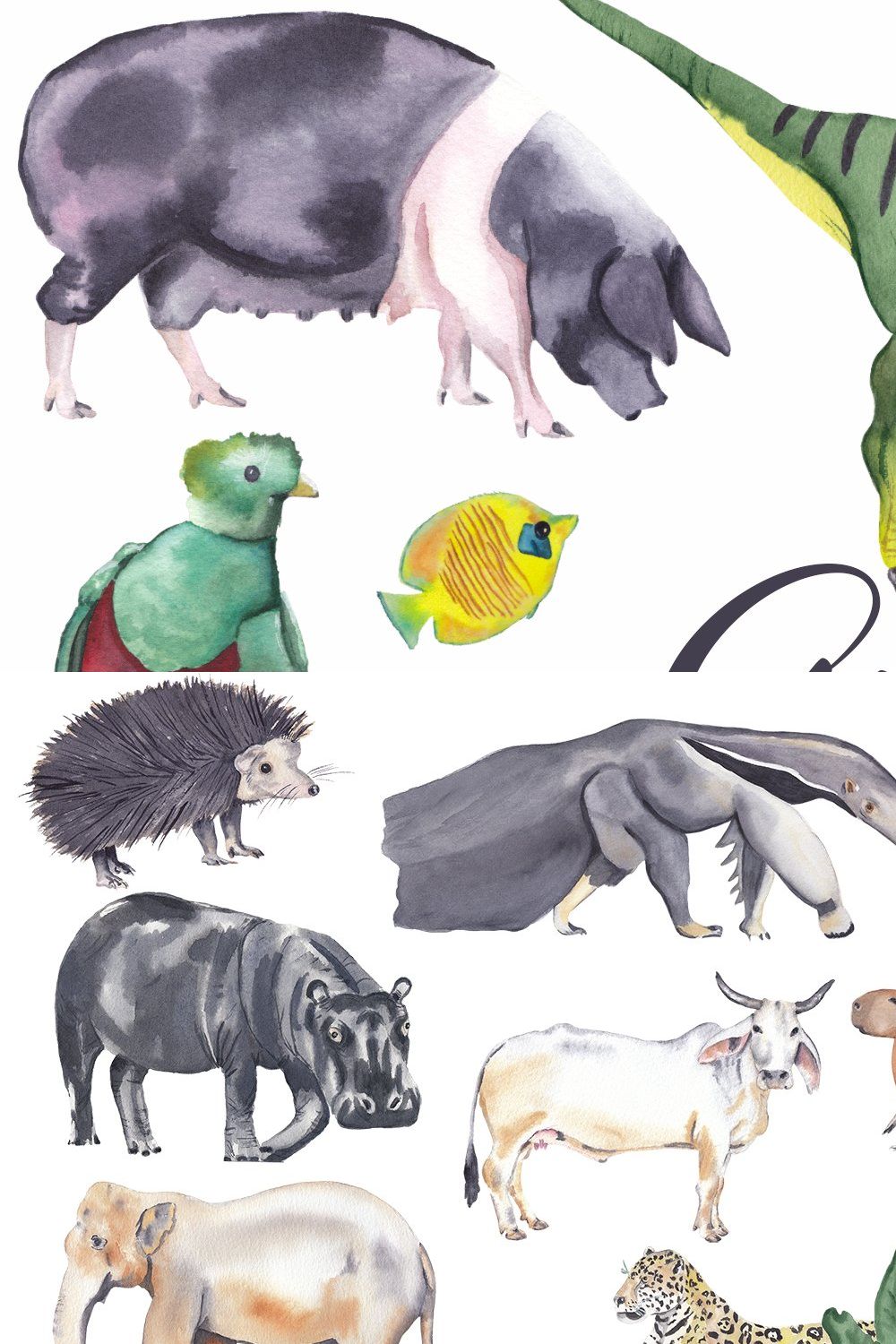 Watercolor Animals Bundle & Maps! pinterest preview image.