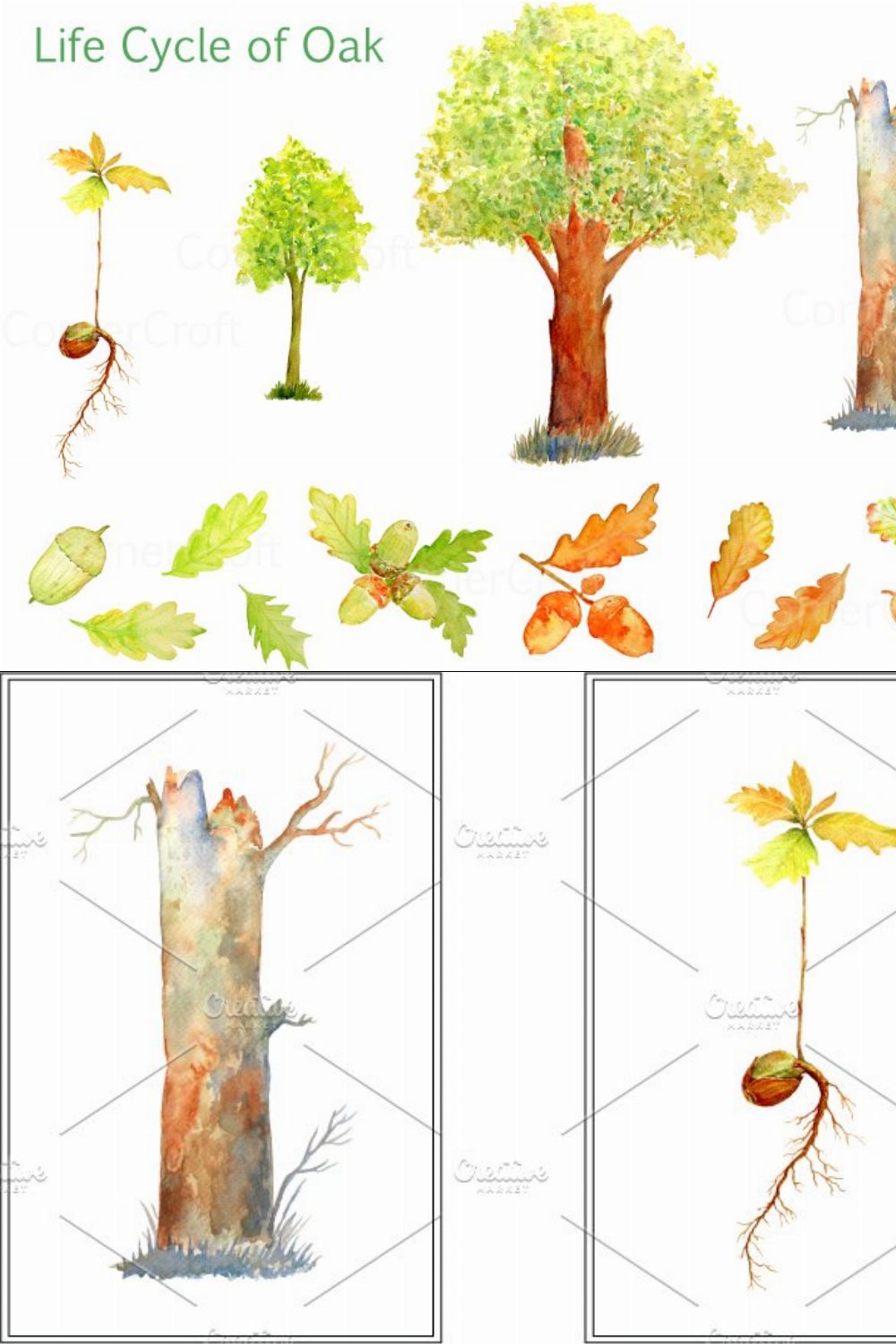 Watercolor Oak Tree Life Cycle pinterest preview image.