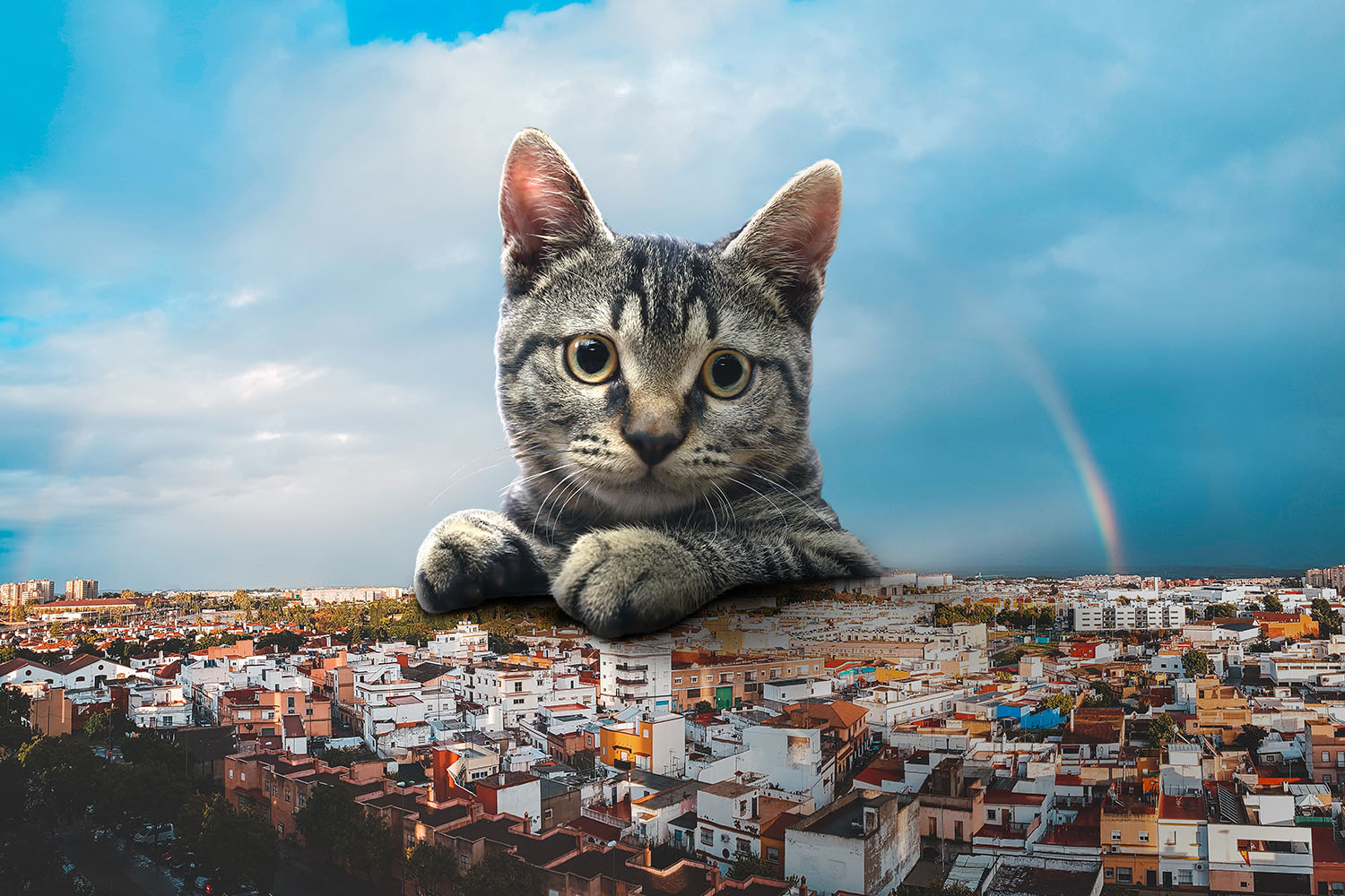 cat look at city with blue sky pinterest preview image.
