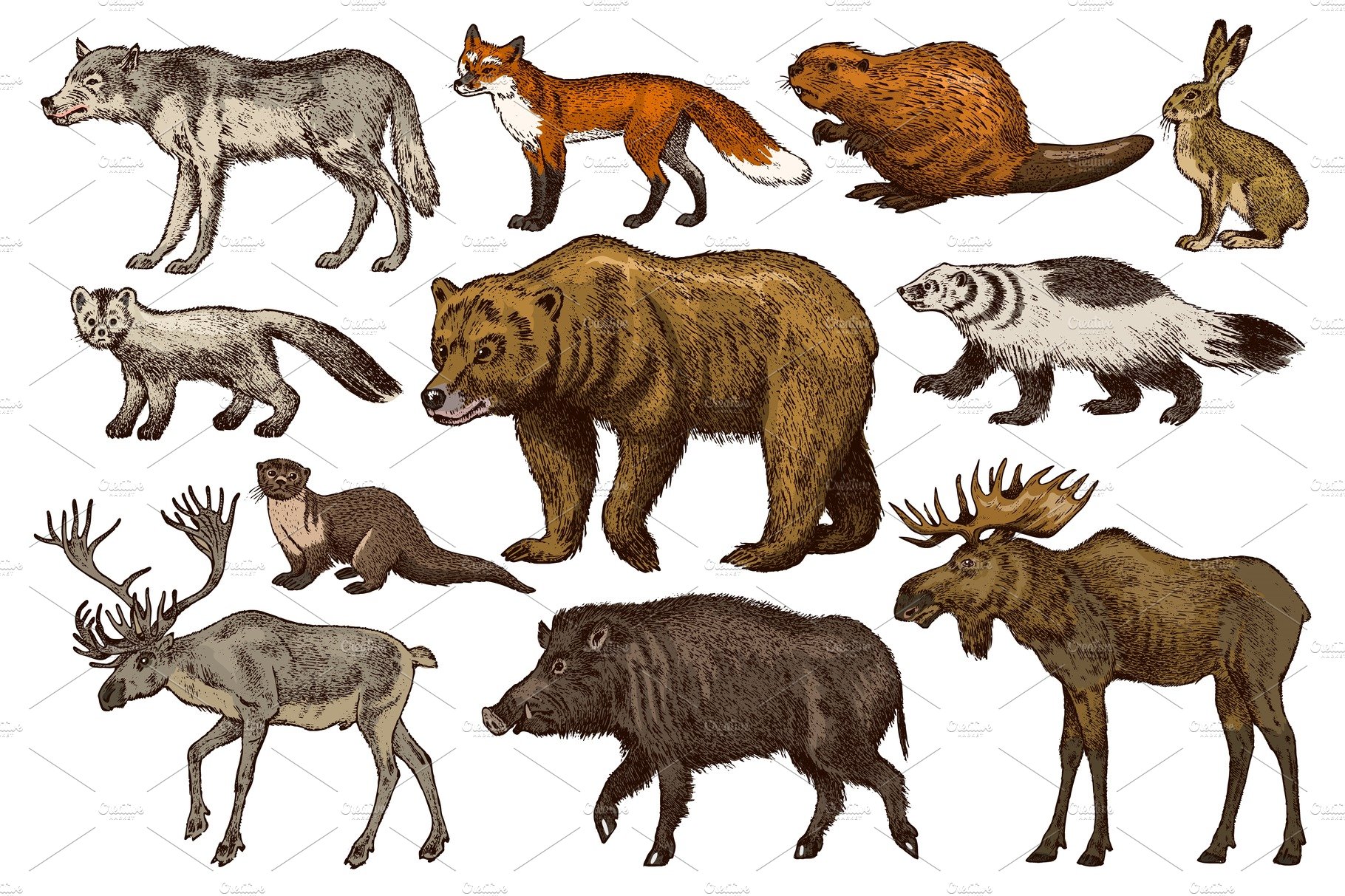 Set of Wild animals. Brown cover image.