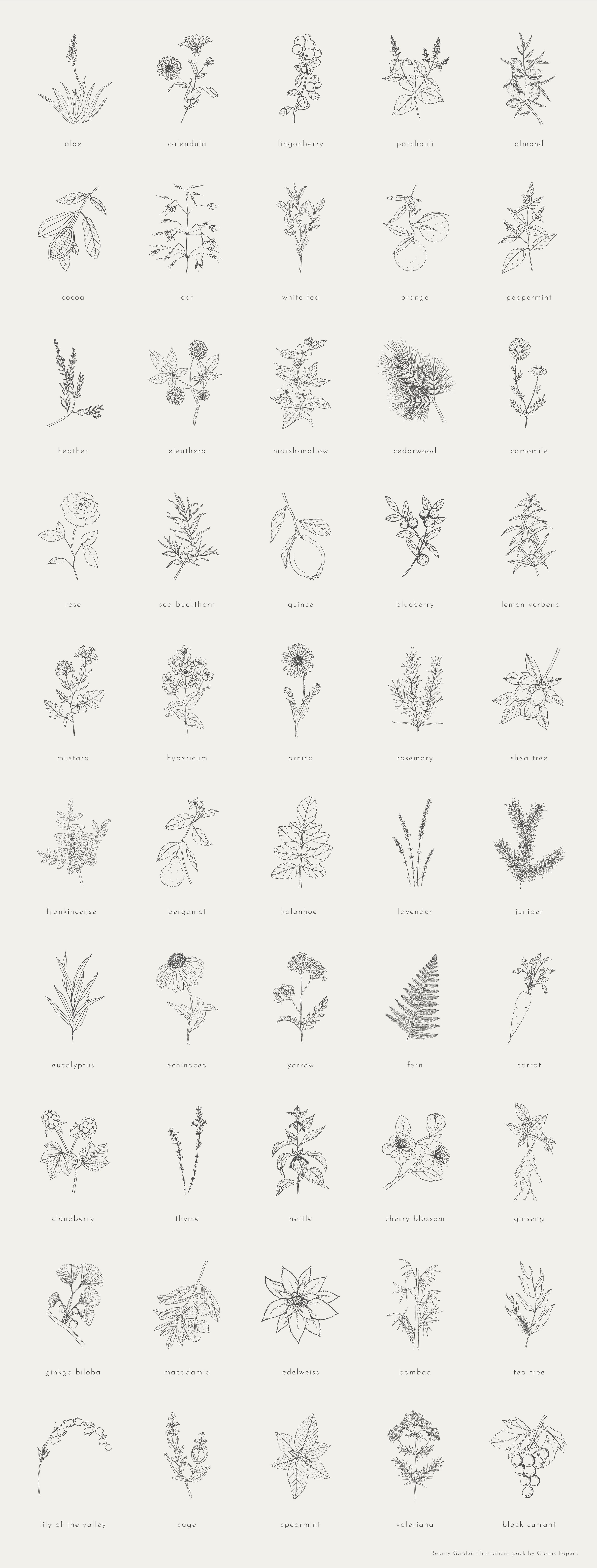 plants pack illustrations 01 834