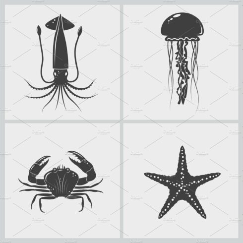 Set of marine creature cover image.
