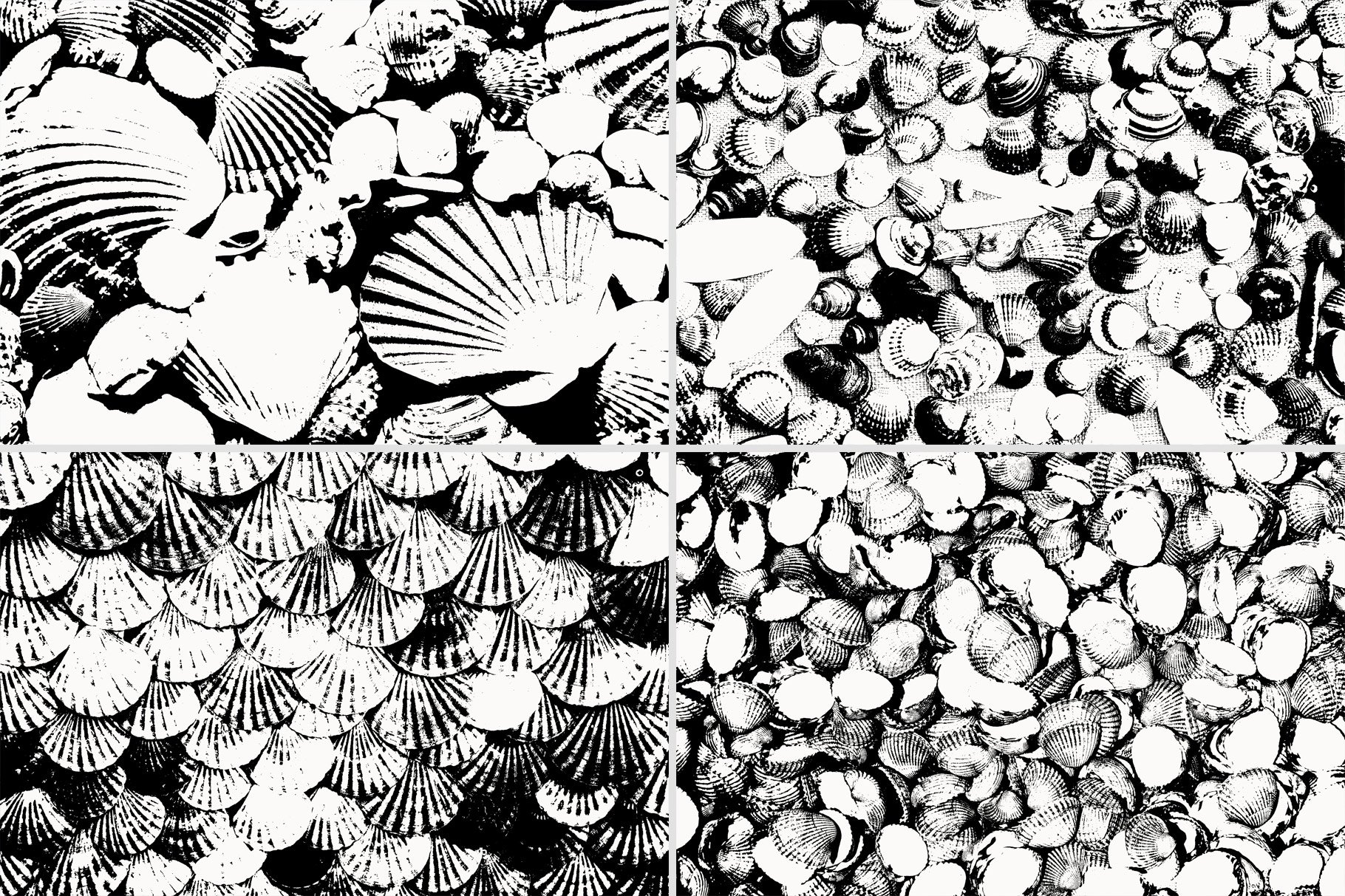 Seashell Textures preview image.