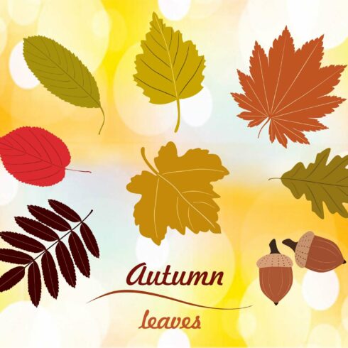 Set of autumn leaves vector cover image.