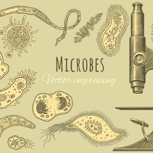 Set Microbes. Vector engraving. cover image.