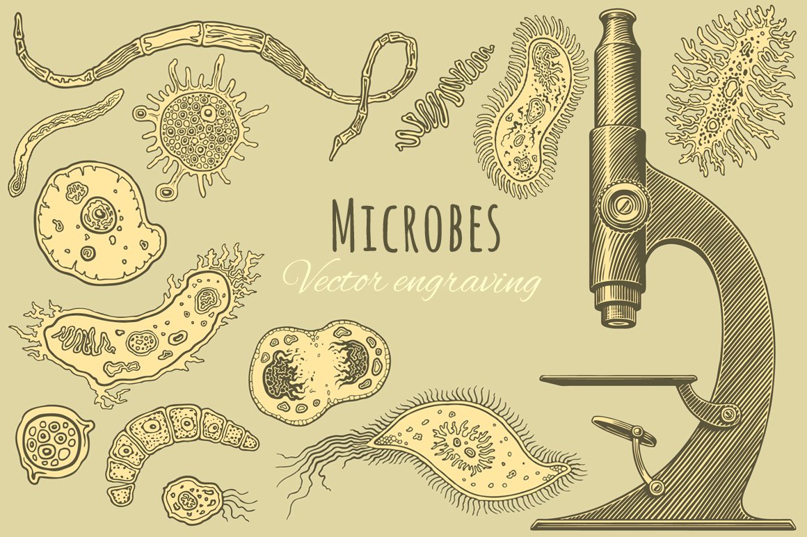 Set Microbes. Vector engraving. cover image.