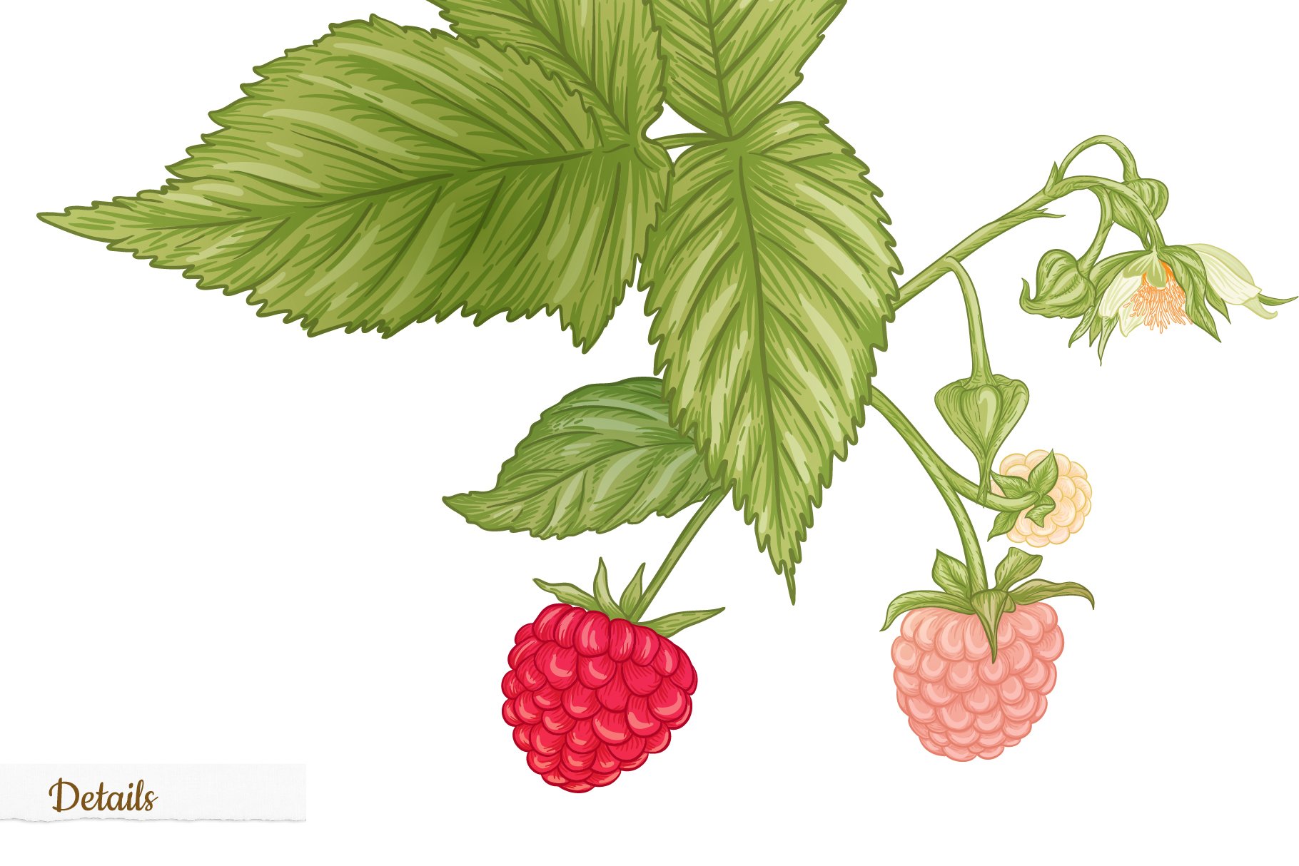 Raspberries - 6 Seamless Patterns preview image.