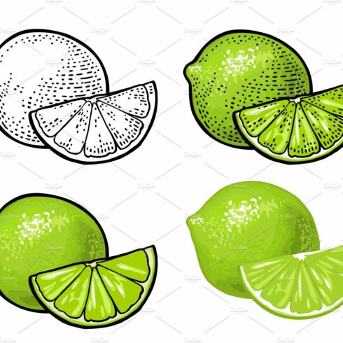 Lime slice and whole. Vector color vintage engraving and flat cover image.