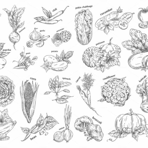 Sketch of vegetarian food. Vegetables cover image.