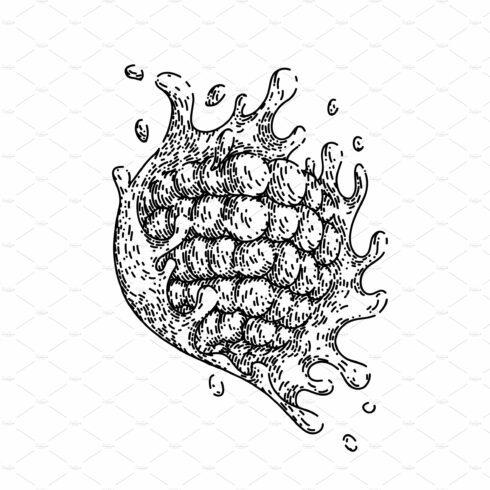 raspberry splash sketch hand drawn cover image.
