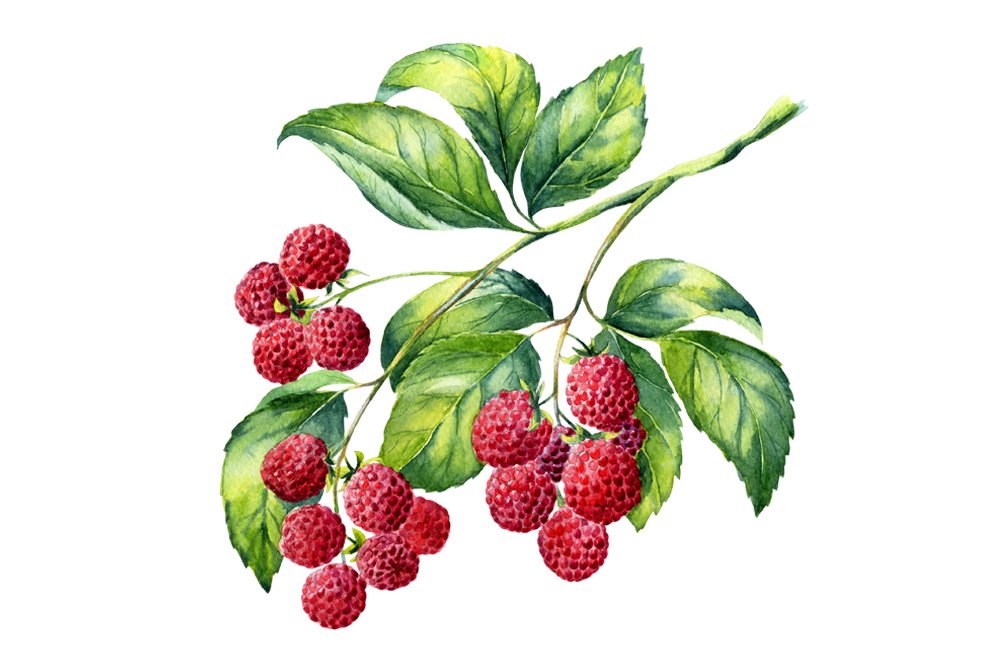Watercolor raspberry and blackberry preview image.