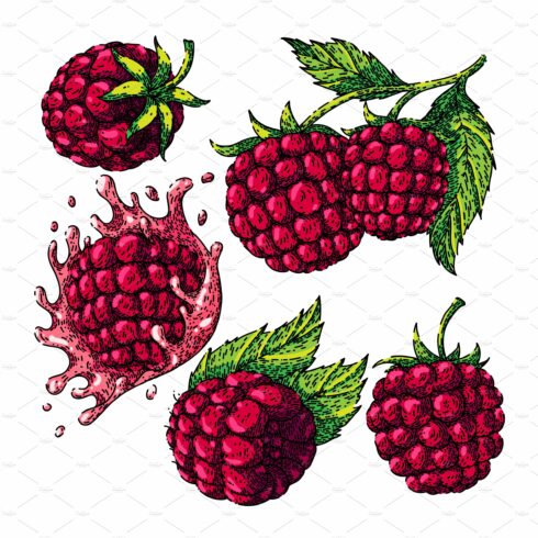 raspberry fruit set sketch hand cover image.