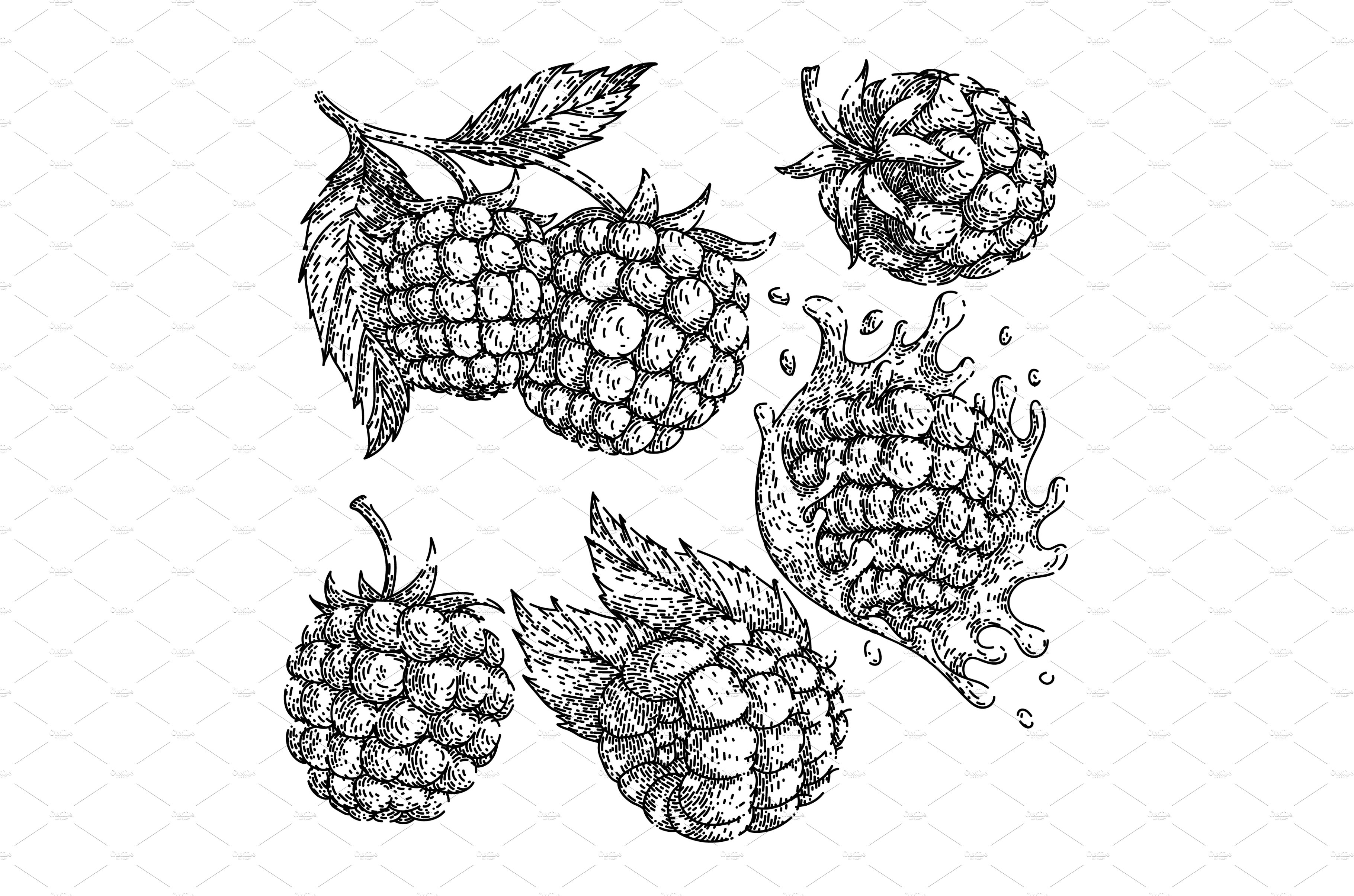 raspberry fruit set sketch hand cover image.