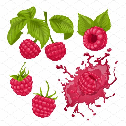 raspberry fruit set cartoon vector cover image.