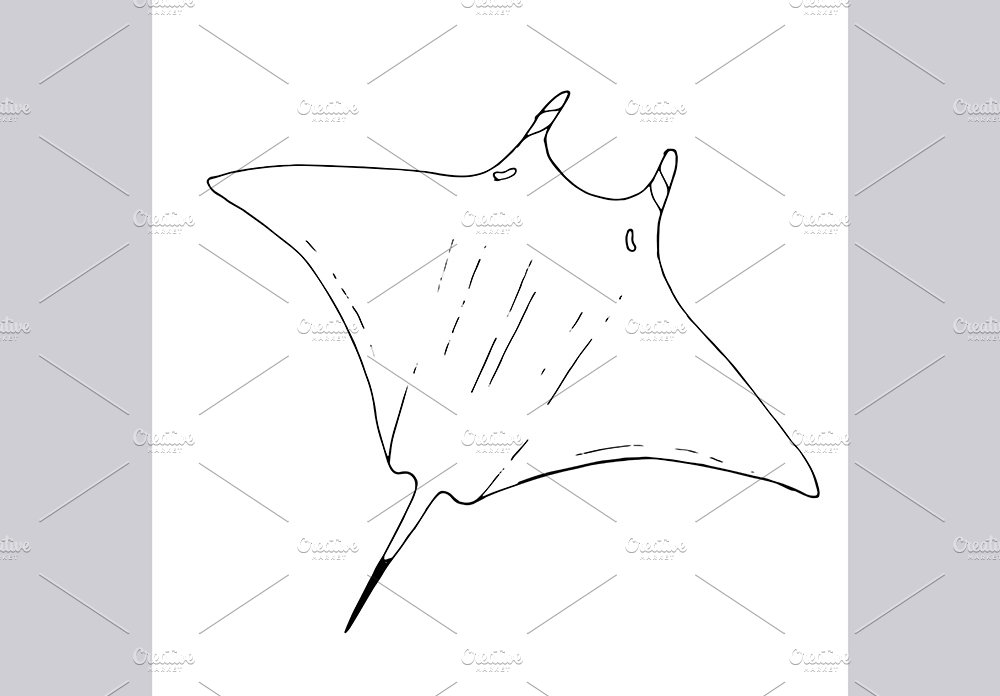 Stingray illustrations, patterns preview image.