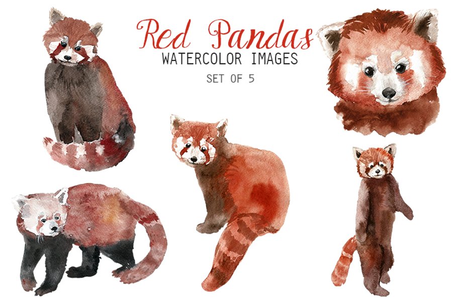 Watercolor Red Panda Clipart cover image.