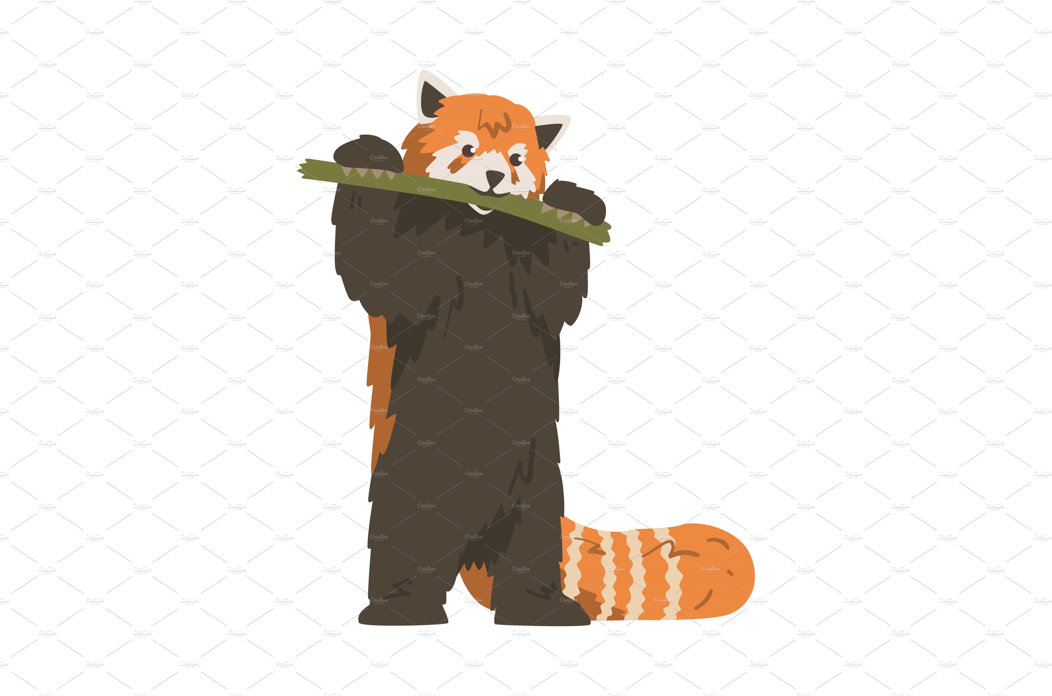 Cute Red Panda Eating Bamboo cover image.