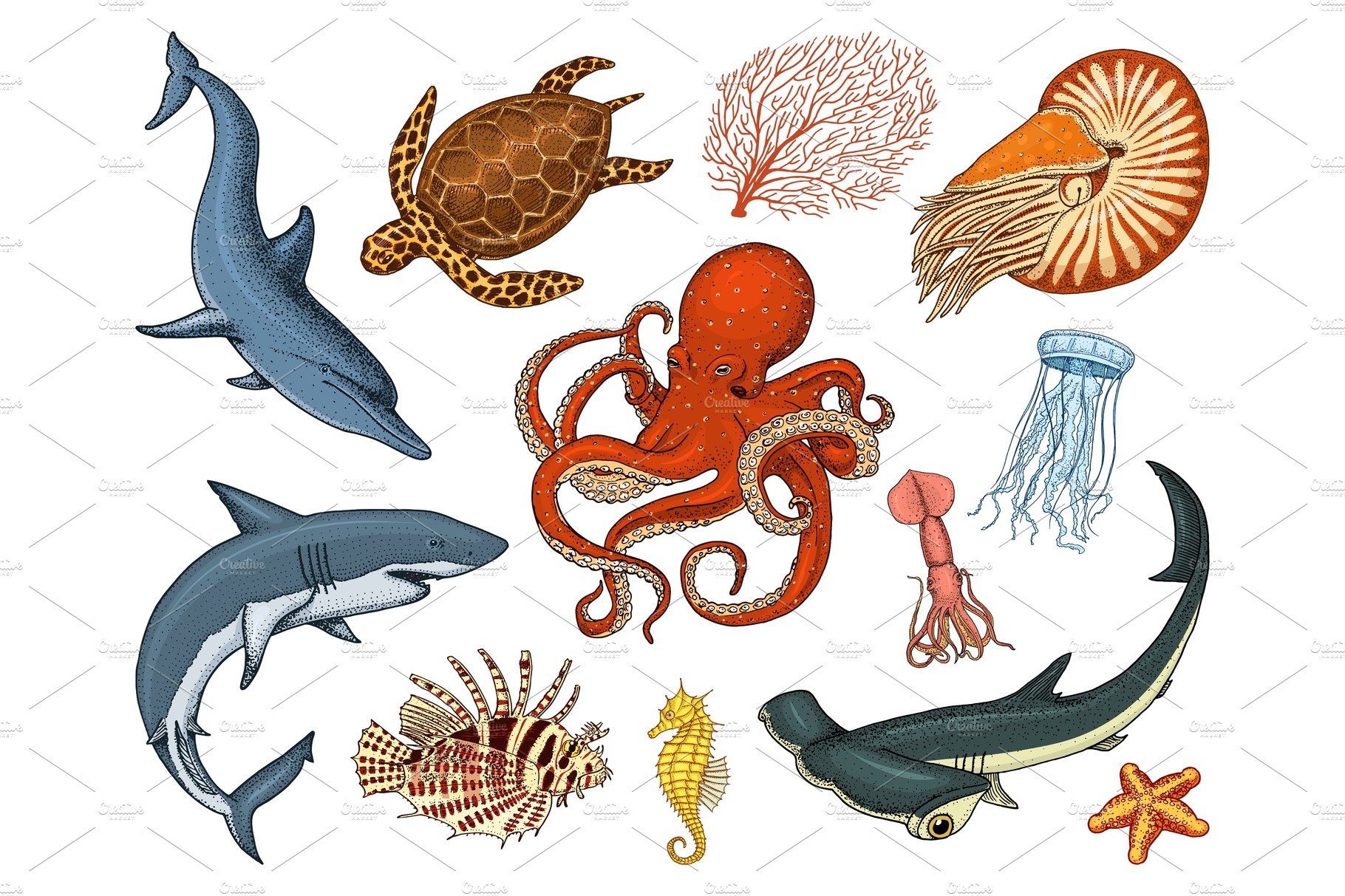 Fishes set or sea creature nautilus pompilius, jellyfish and starfish. octo... cover image.