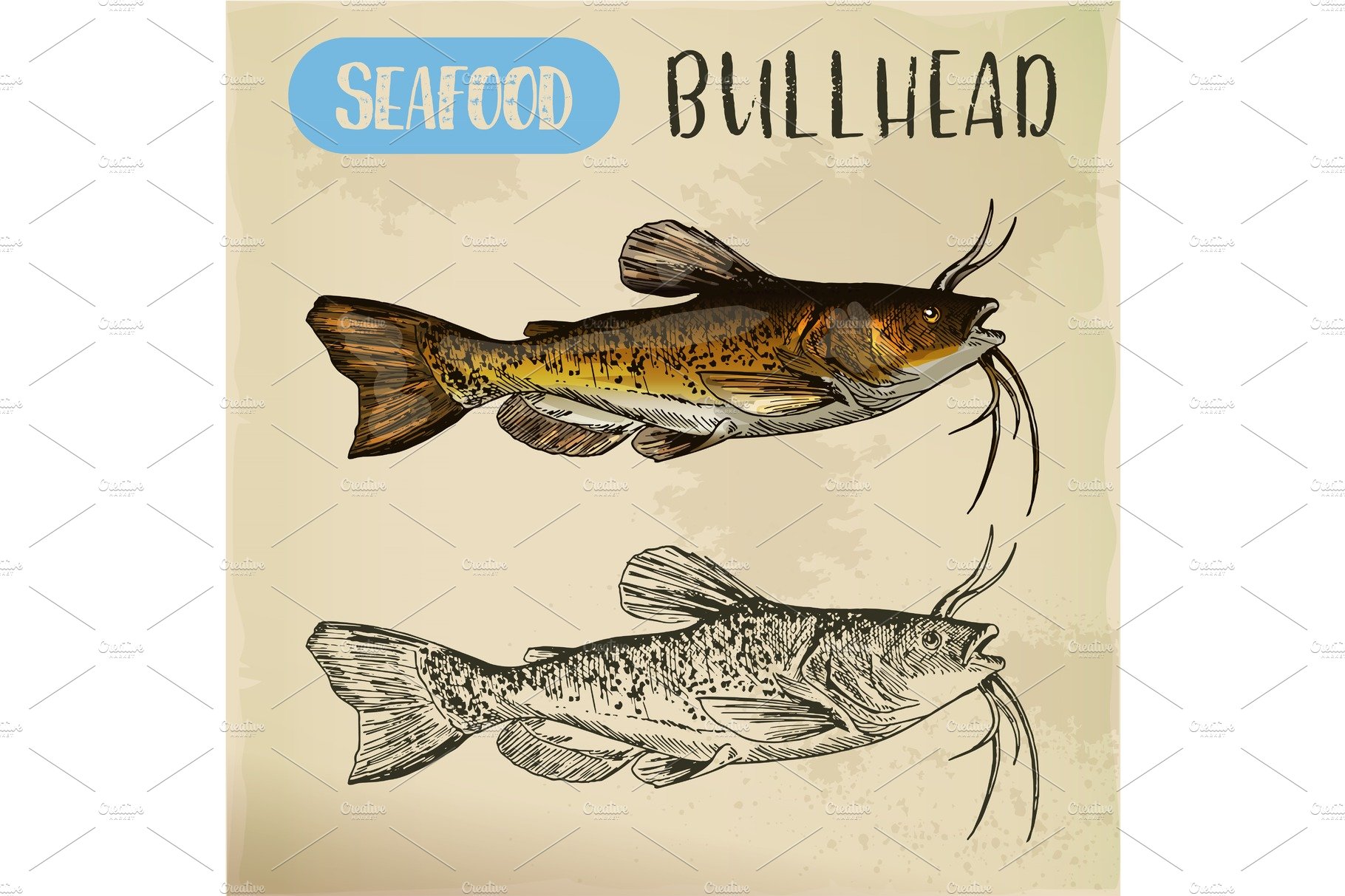Sketch of bullhead or sculpin fish cover image.