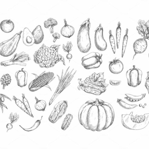 Vegetables vector sketches cover image.