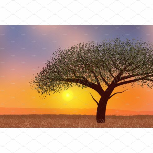 African acacia tree golden sunset cover image.