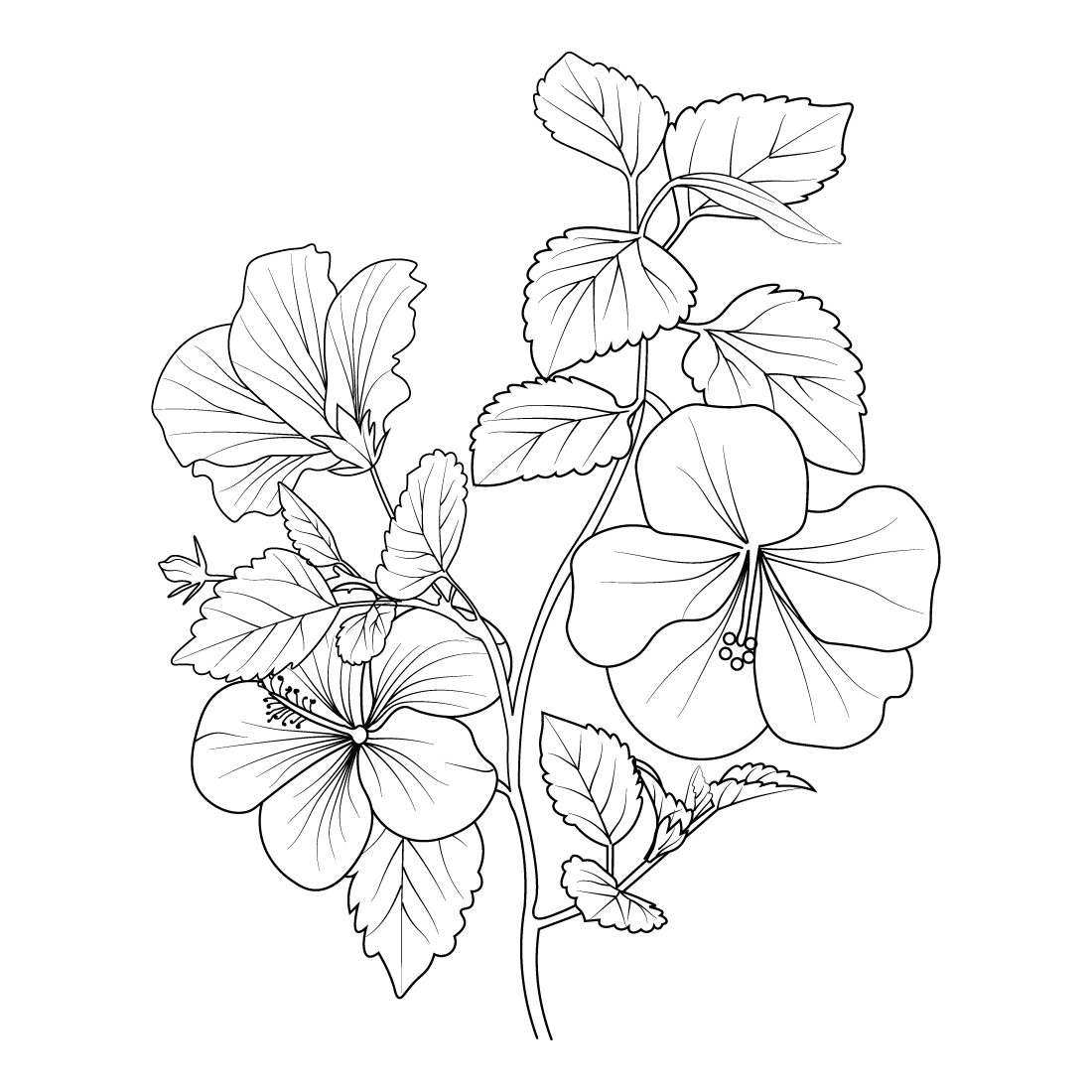 Flower coloring page and books, hand-drawn monochrome vector sketch hibiscus flower, preview image.