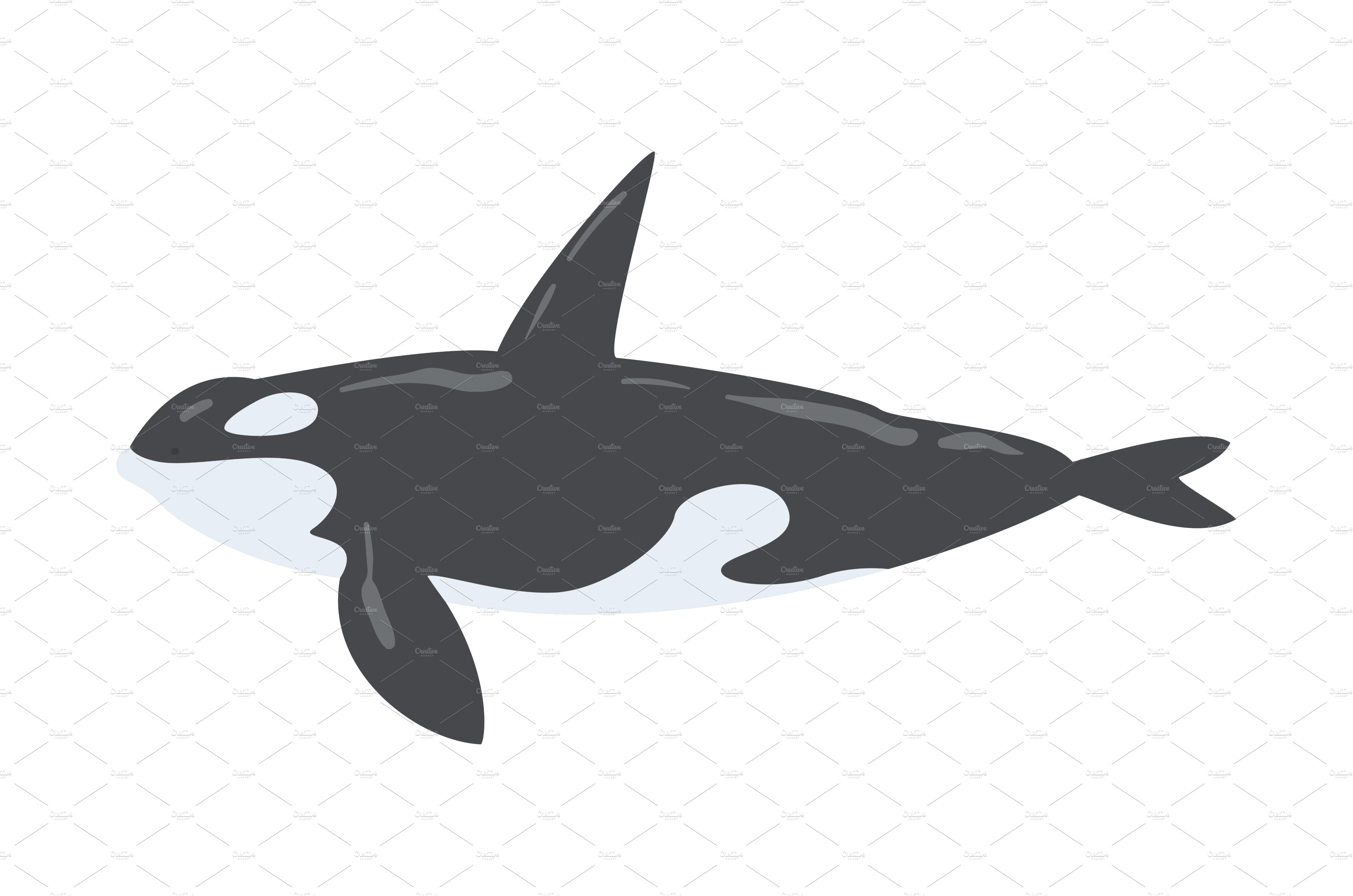 Orca Killer Whale Marine Mammal cover image.